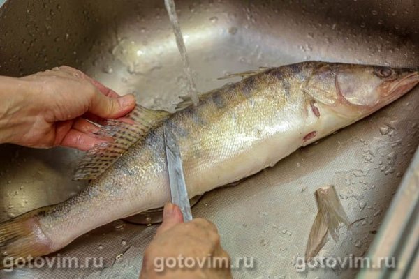 Жареный судак с луком и лисичками